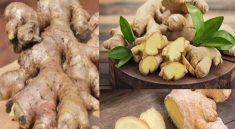 Jahe Indonesia Kolaborasi Otentikasi dengan Perancis