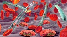 Plasmodium Mengenal Lima Jenis Parasit Penyebab Malaria