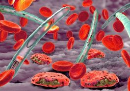 Plasmodium Mengenal Lima Jenis Parasit Penyebab Malaria