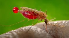 Malaria: Strategi ABCD sebagai Upaya Pencegahan Efektif