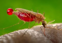 Malaria: Strategi ABCD sebagai Upaya Pencegahan Efektif