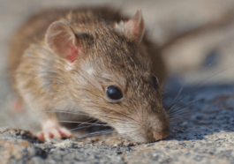 Virus Hanta Gejala, Risiko, dan Penanganannya