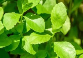 Daun Beluntas Pelarut Alami dalam Pengembangan Obat