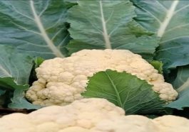 Manfaat Kol Kaya Antioksidan dan Bantu Turunkan Berat Badan