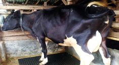 Mastitis pada Sapi dan Dampaknya terhadap Produksi Susu