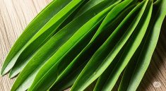 Manfaat Daun Suji, Pewarna Alami yang Kaya Khasiat Kesehatan